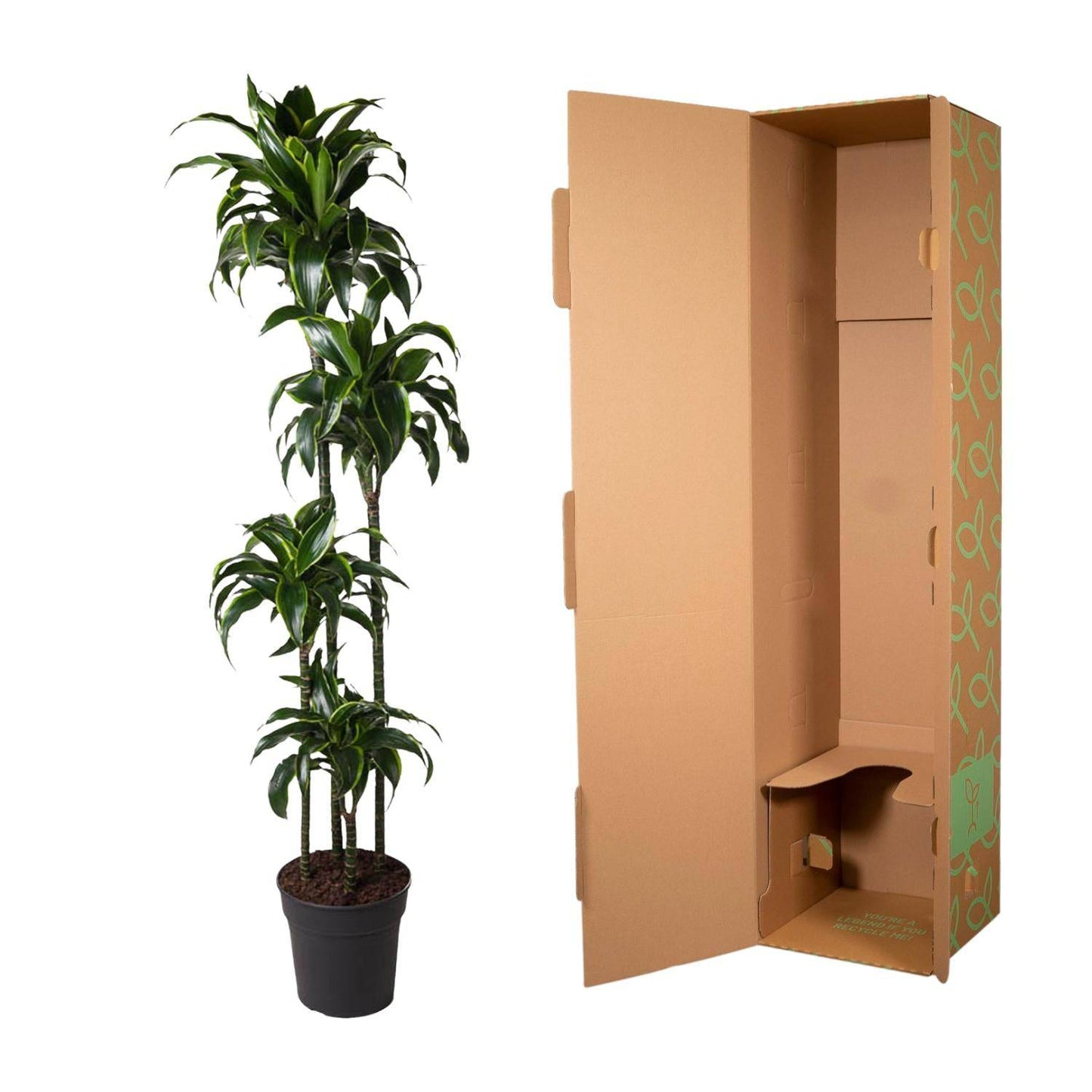 Dracaena dorado – 170 cm – ø27 - Botanic-Vibes