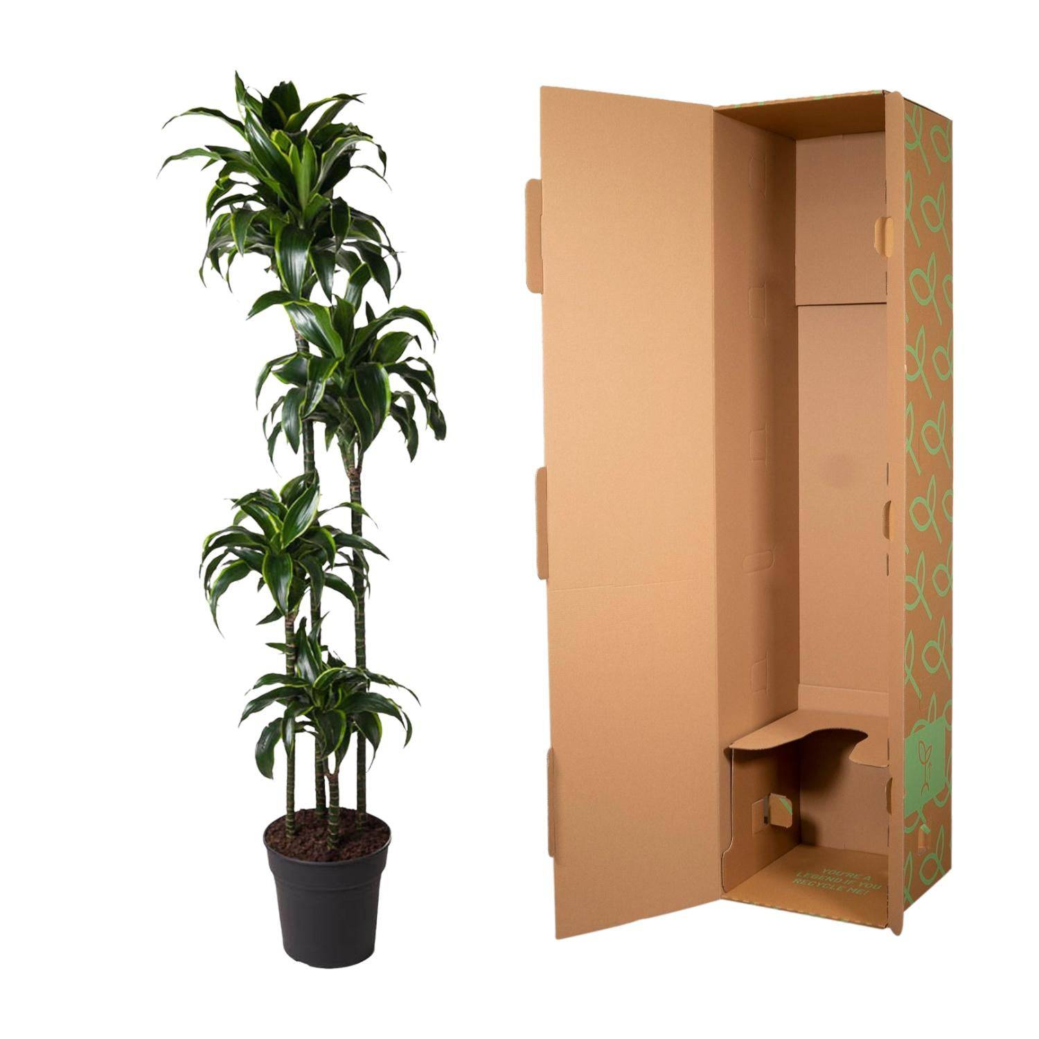 Dracaena dorado – 170 cm – ø27 - Botanic-Vibes