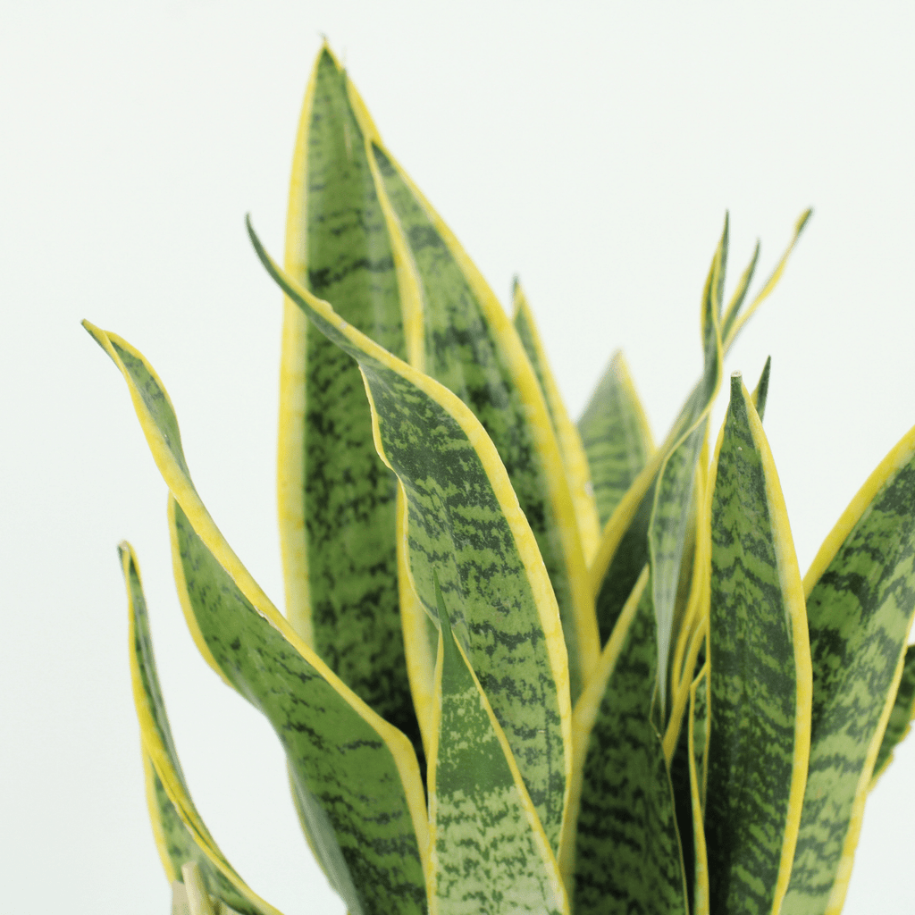 2x Sansevieria Laurentii, Frauenzunge, 40 cm, Ø14 cm
