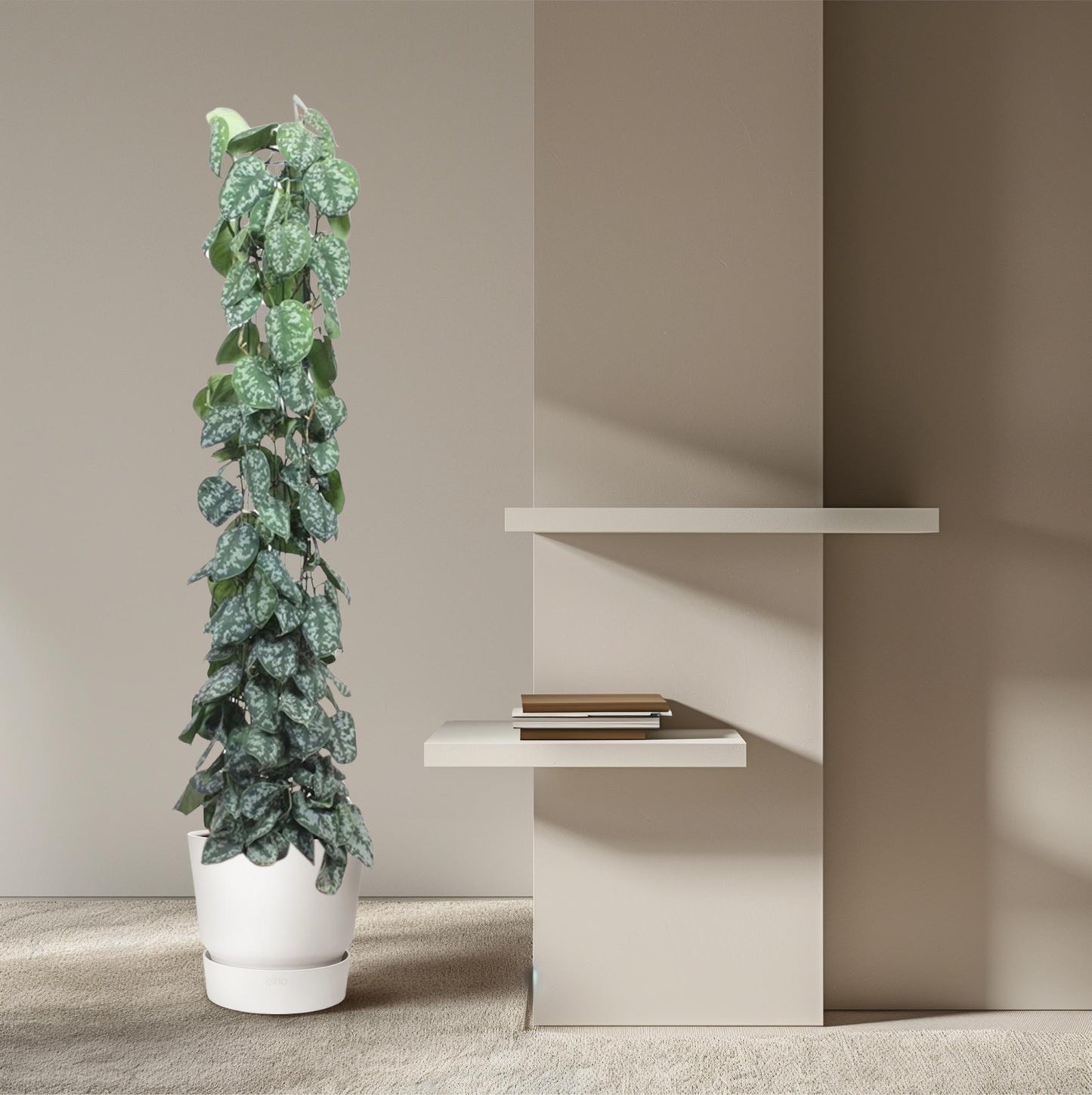 Scindapsus pictus Trebie – mit Gitter – 160 cm – Ø27
