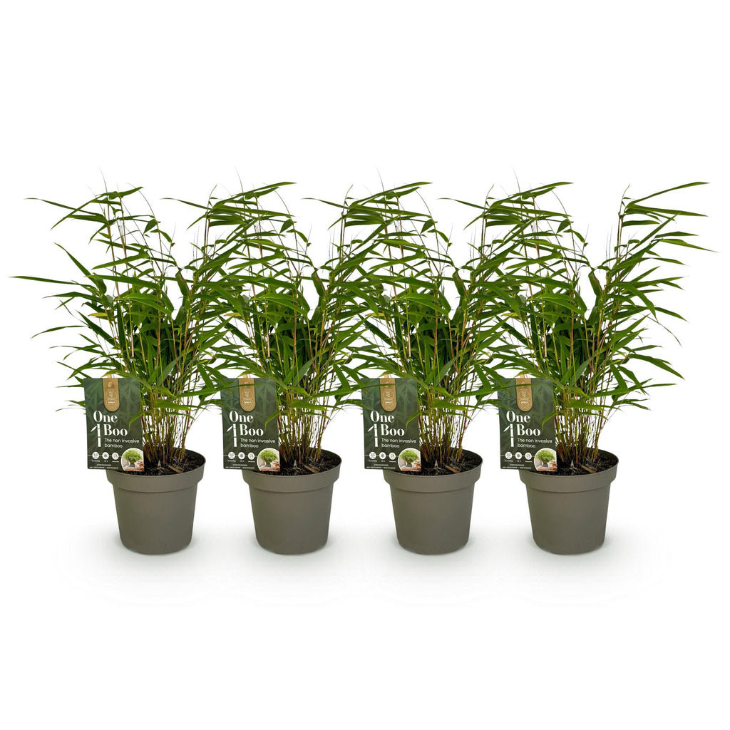 Bambus, Fargesia rufa, Grün, 4 Pflanzen, Immergrün, Nicht Ausbreitend, Topf 14 cm 35 cm