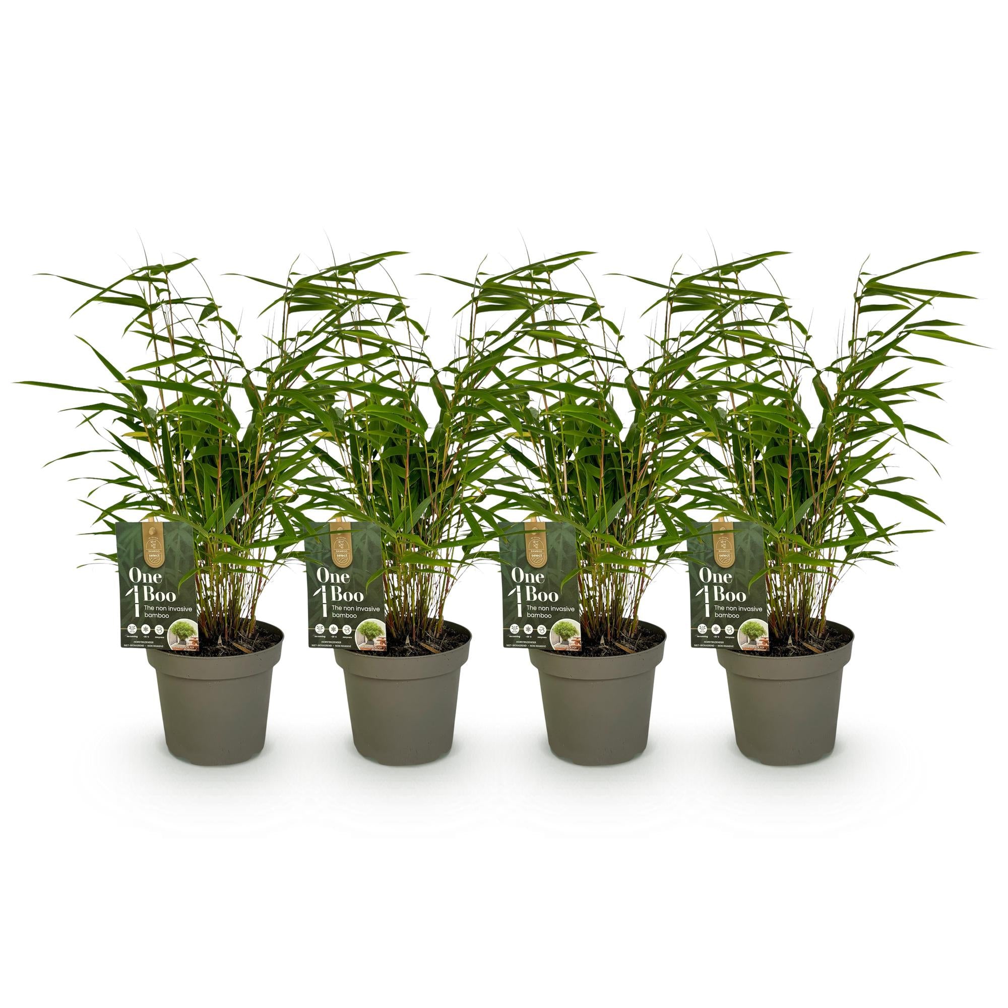 Bambus, Fargesia rufa, Grün, 4 Pflanzen, Immergrün, Nicht Ausbreitend, Topf 14 cm 35 cm