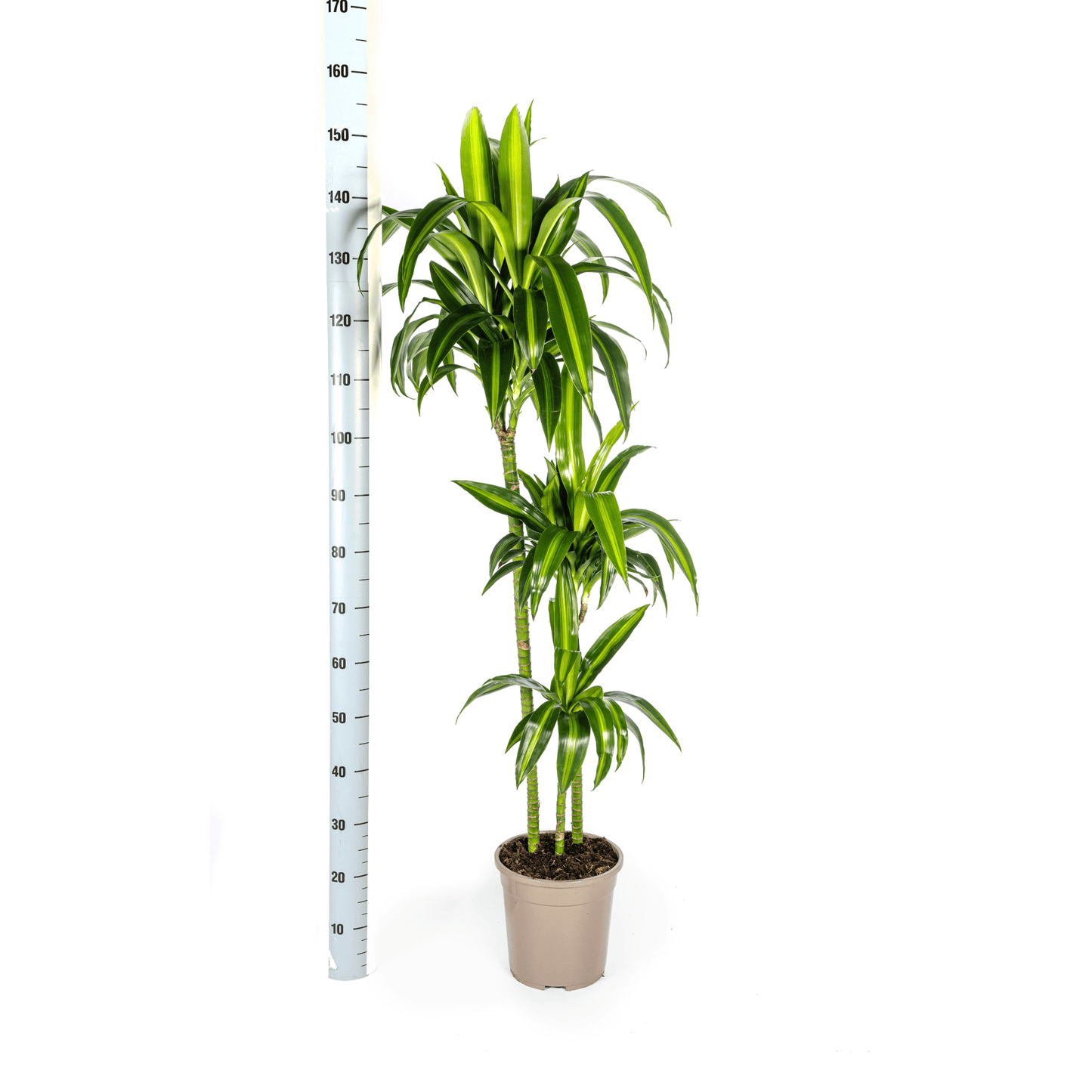 Dracaena Deremensis Hawaiian Sunshine Ø24cm - ↕130 - 150cm - Botanic-Vibes