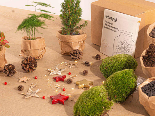 Terrarium-Set – Mini-Weihnachtsbaum – 3 Pflanzen – Nachfüllung & Starterset – DIY Weihnachten - Botanic-Vibes