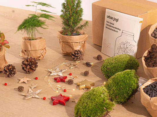 Terrarium-Set – Mini-Weihnachtsbaum – 3 Pflanzen – Nachfüllung & Starterset – DIY Weihnachten