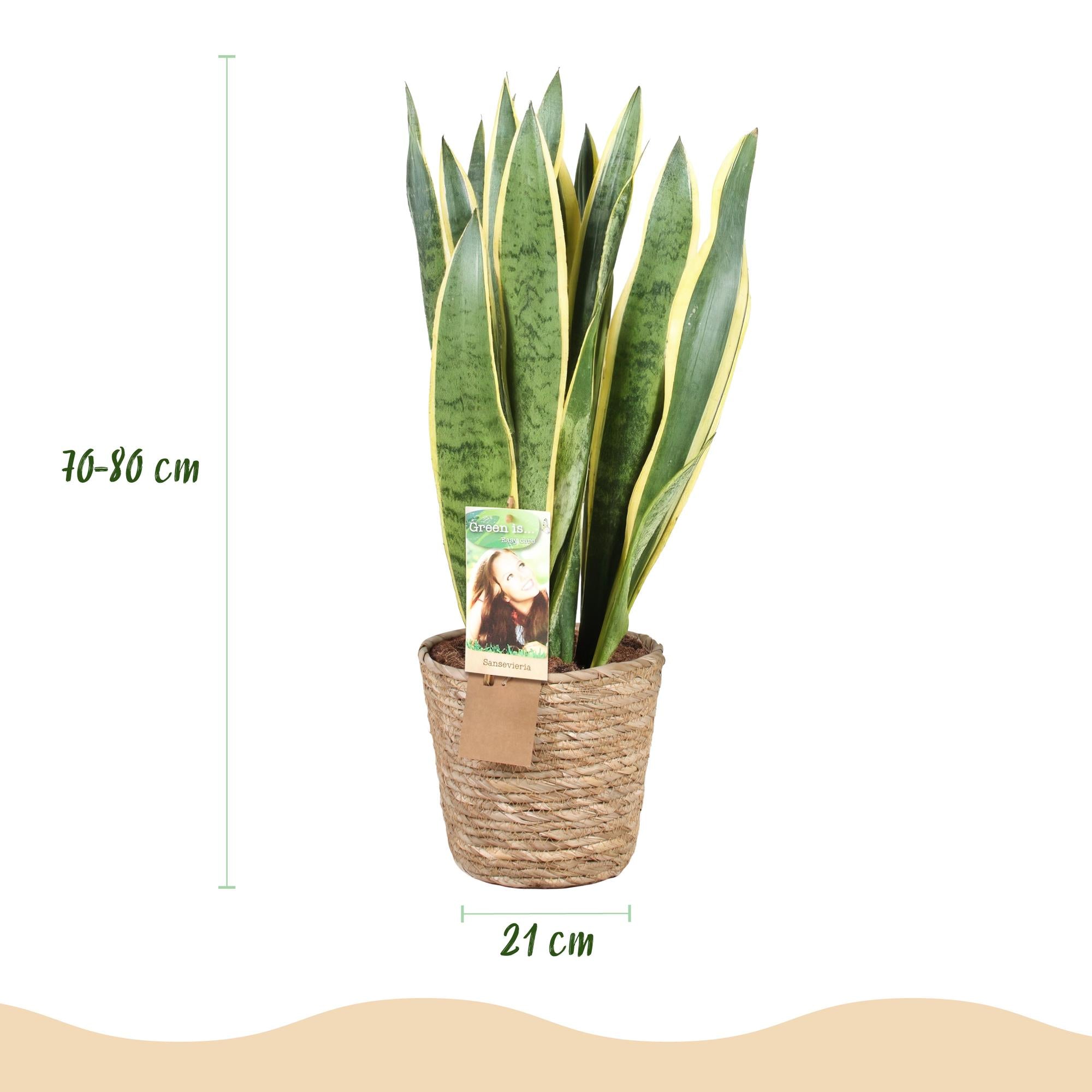 Zimmerpflanzen, Sansevieria Laurentii- Schwiegermutterzunge, Pflegeleicht, mit Korb, Grün, Gelb, 1 Pflanze, Topf 21 cm, 70-80 cm