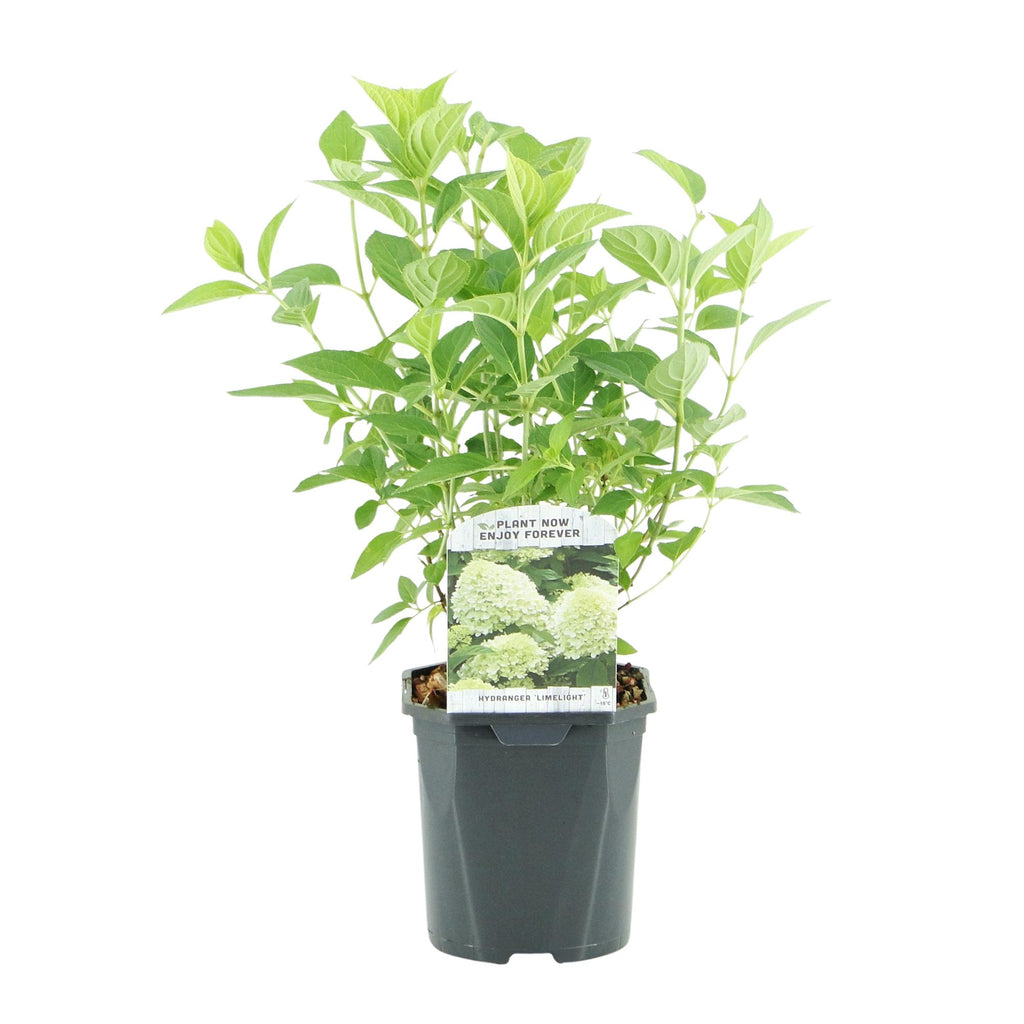 Rispenhortensie, Hydrangea panniculata Limelight, Blüte Creme Weiß, 3 Pflanzen, 1 m2, Laubabwerfend, Große Blüten, Topf 17 cm 50 cm