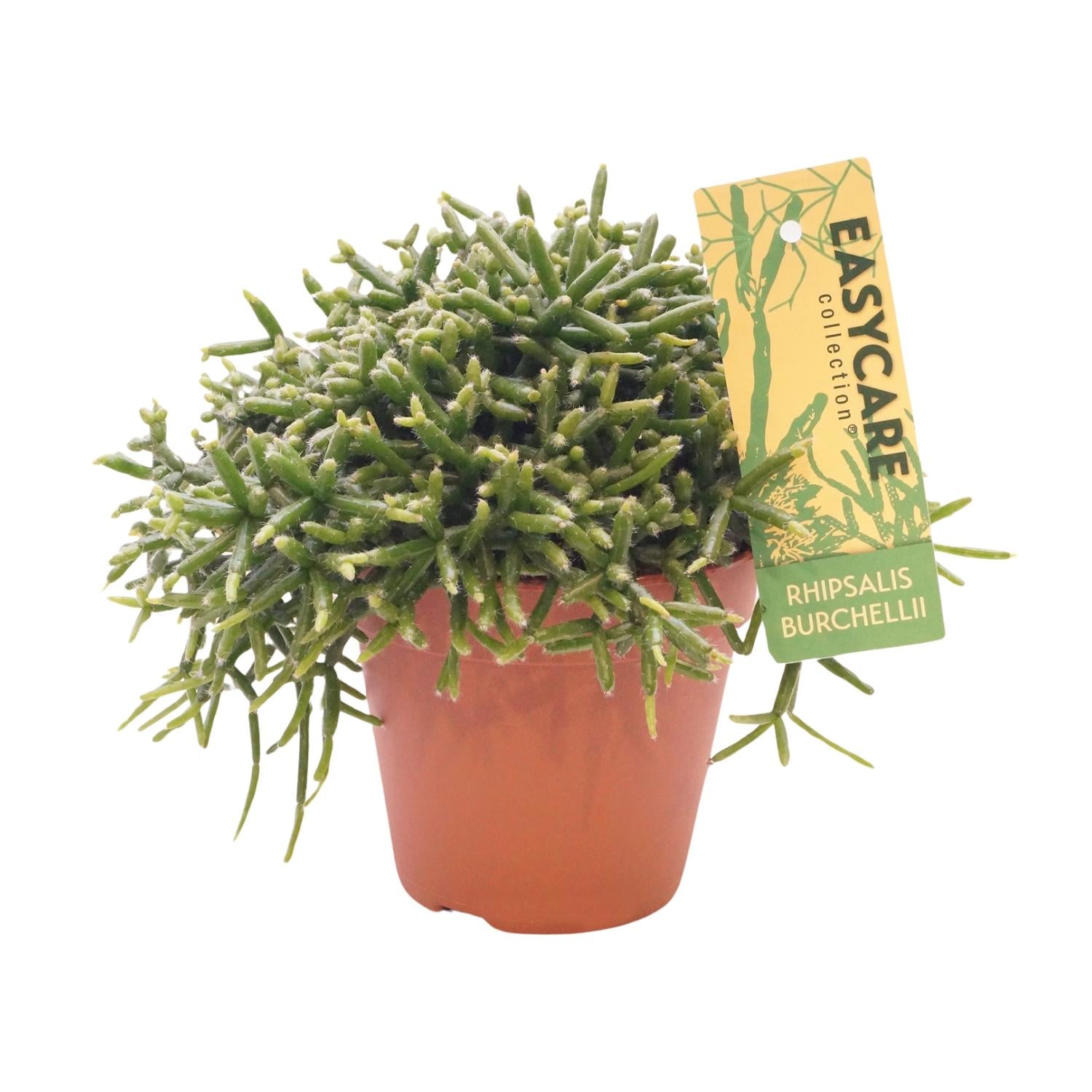 Rhipsalis Burchellii, Ø12 cm Höhe 20