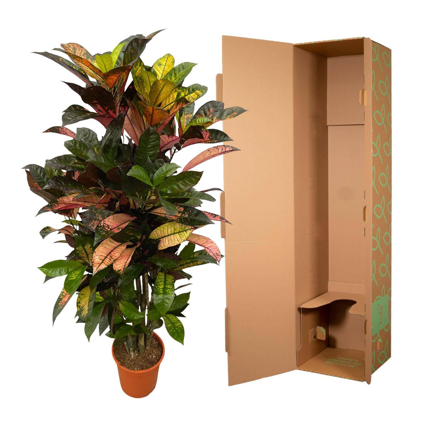 Codiaeum (Croton) Iceton verzweigt – 120 cm – Ø24 - Botanic-Vibes