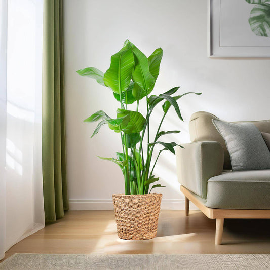 Strelitzia Nicolai XL mit Torun-Korb – 140 cm – Ø27 - Botanic-Vibes