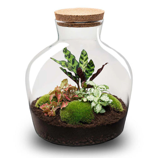 DIY-Terrarium „Fat Joe Rood“ – 30 cm