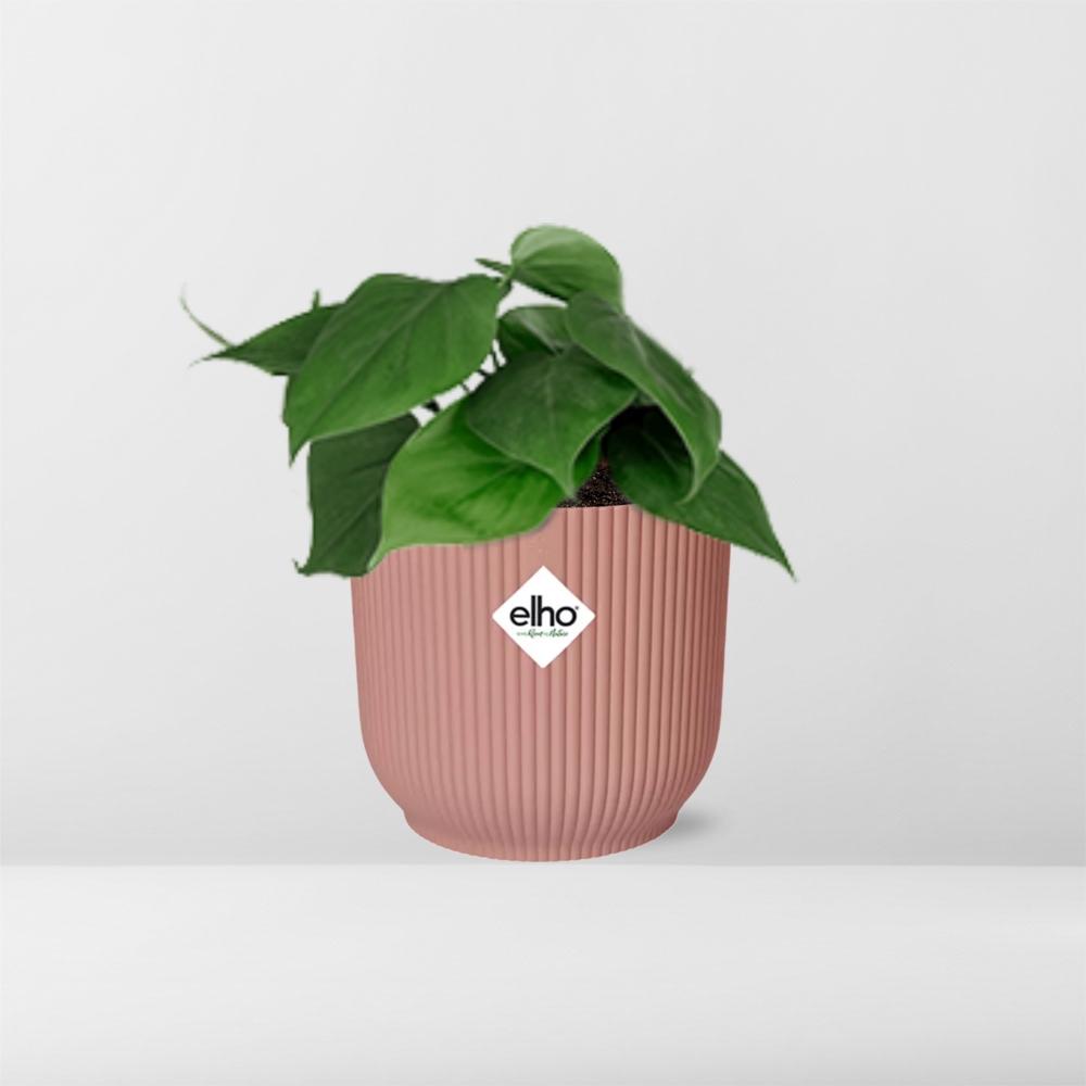 Philodendron Scandens im ELHO Vibes Fold, 14 cm, rosa