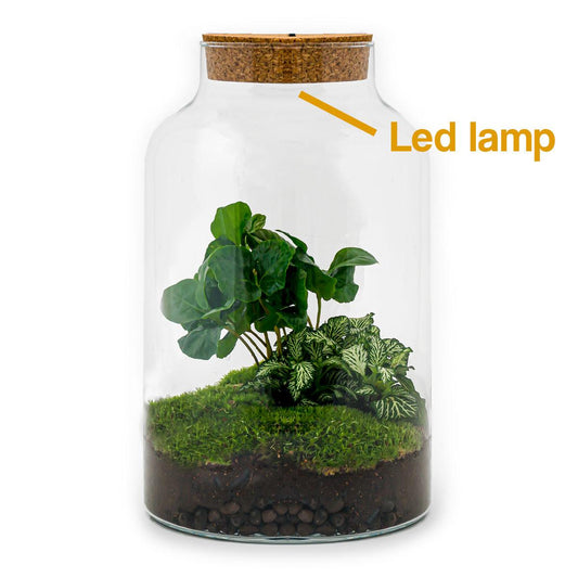 Flaschengarten – Milky Coffea mit Lampe – 31 cm – Rechen + Schaufel