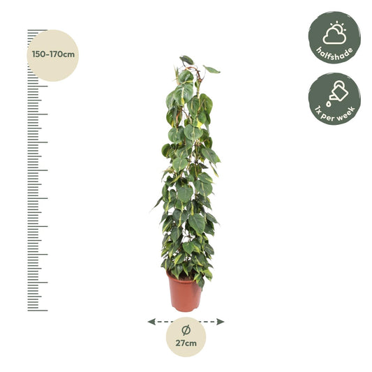 Philodendron scandens ‚Brasil‘ – mit Gitter – 160 cm – Ø27