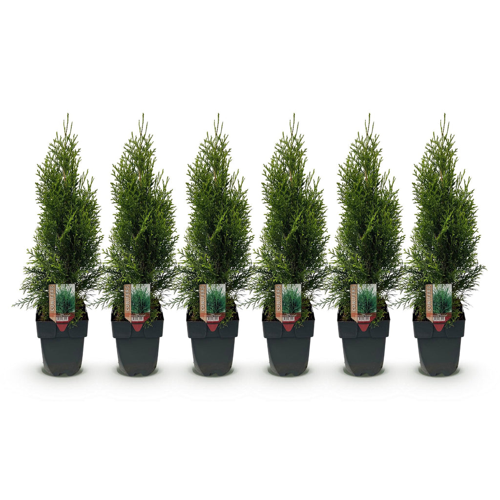 Heckenpflanzen, Thuja occidentalis Smaragd, Blatt grün, 6 Pflanzen, 1 laufender Meter, immergrün, Topf 17 cm 60 cm