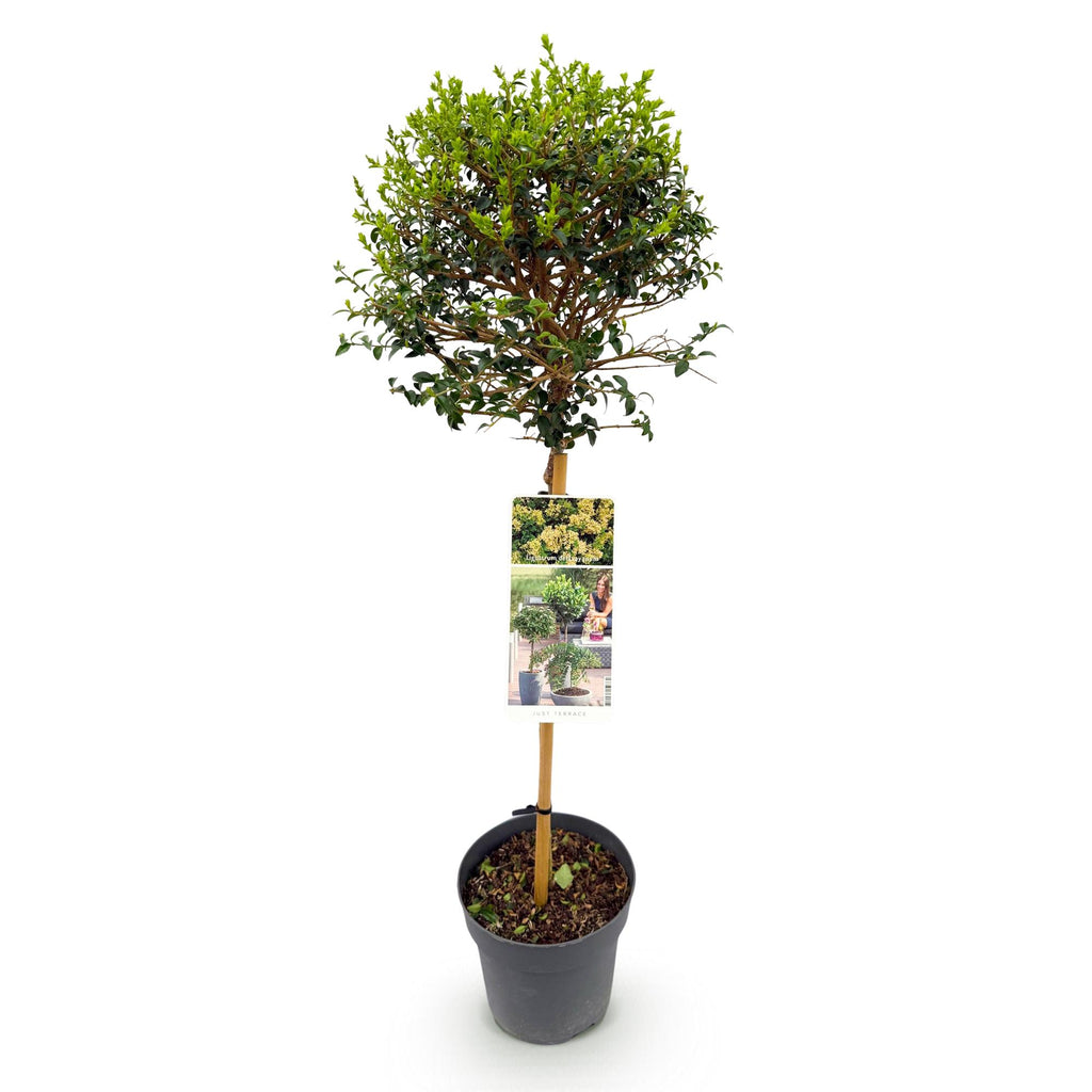 Stamm Pflanze, Ligustrum delavayanum, Terrassenpflanze, Immergrün, Winterhart, Grüne Blätter, Topf 19 cm 90 cm
