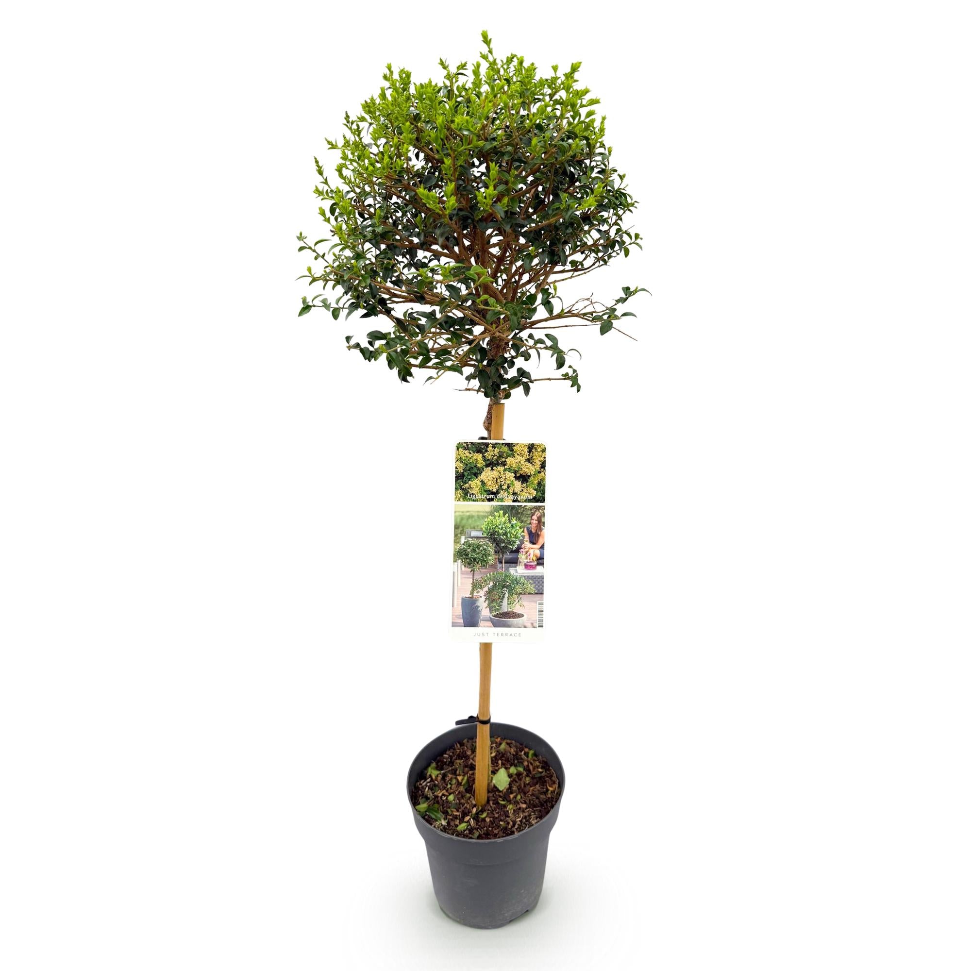 Stamm Pflanze, Ligustrum delavayanum, Terrassenpflanze, Immergrün, Winterhart, Grüne Blätter, Topf 19 cm 90 cm