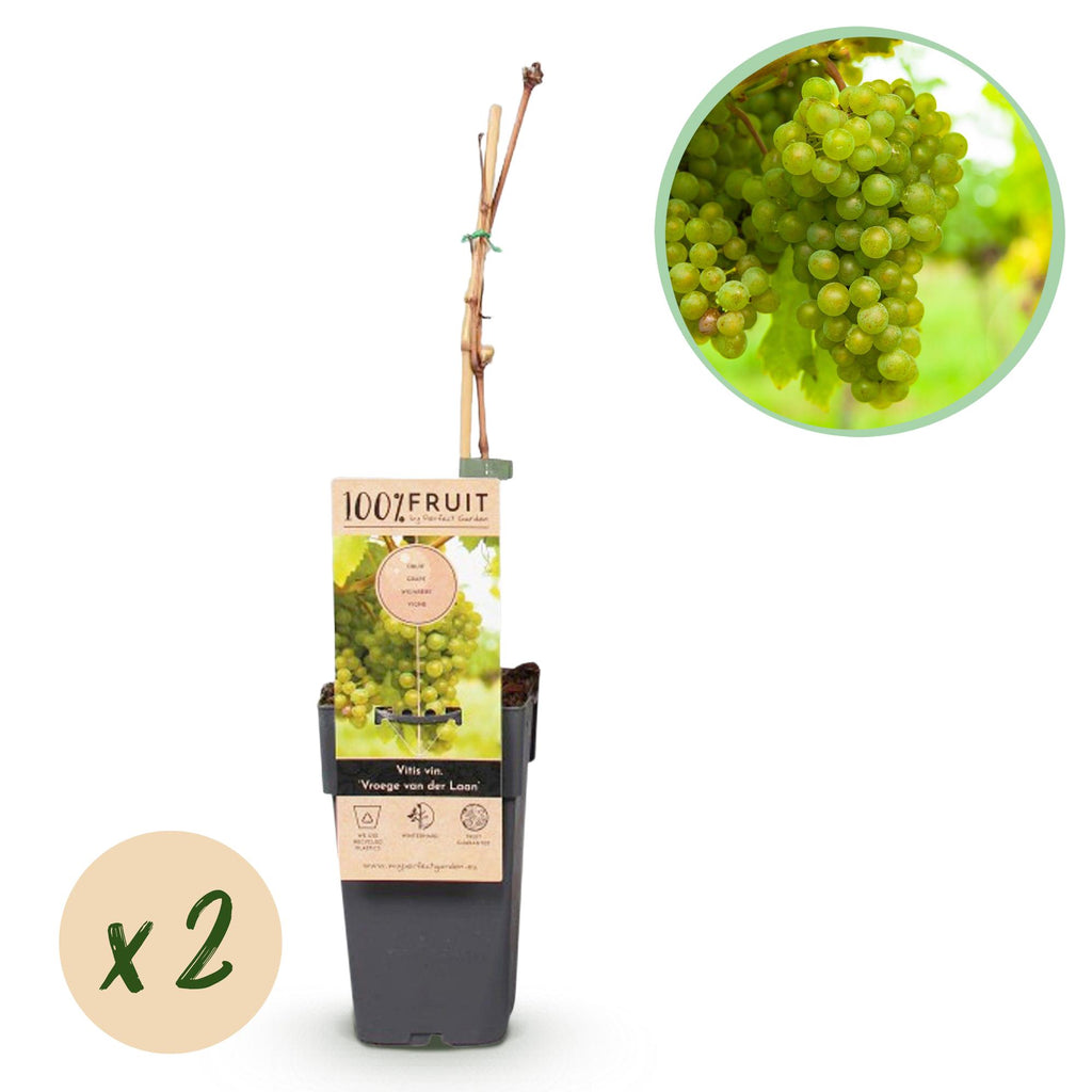 Obstpflanze, Vitis vinifera Vroege van der Laan, Weinrebe, Winterhart, Weiße Traube, 2 Pflanzen, Topf 15 cm, 50 cm