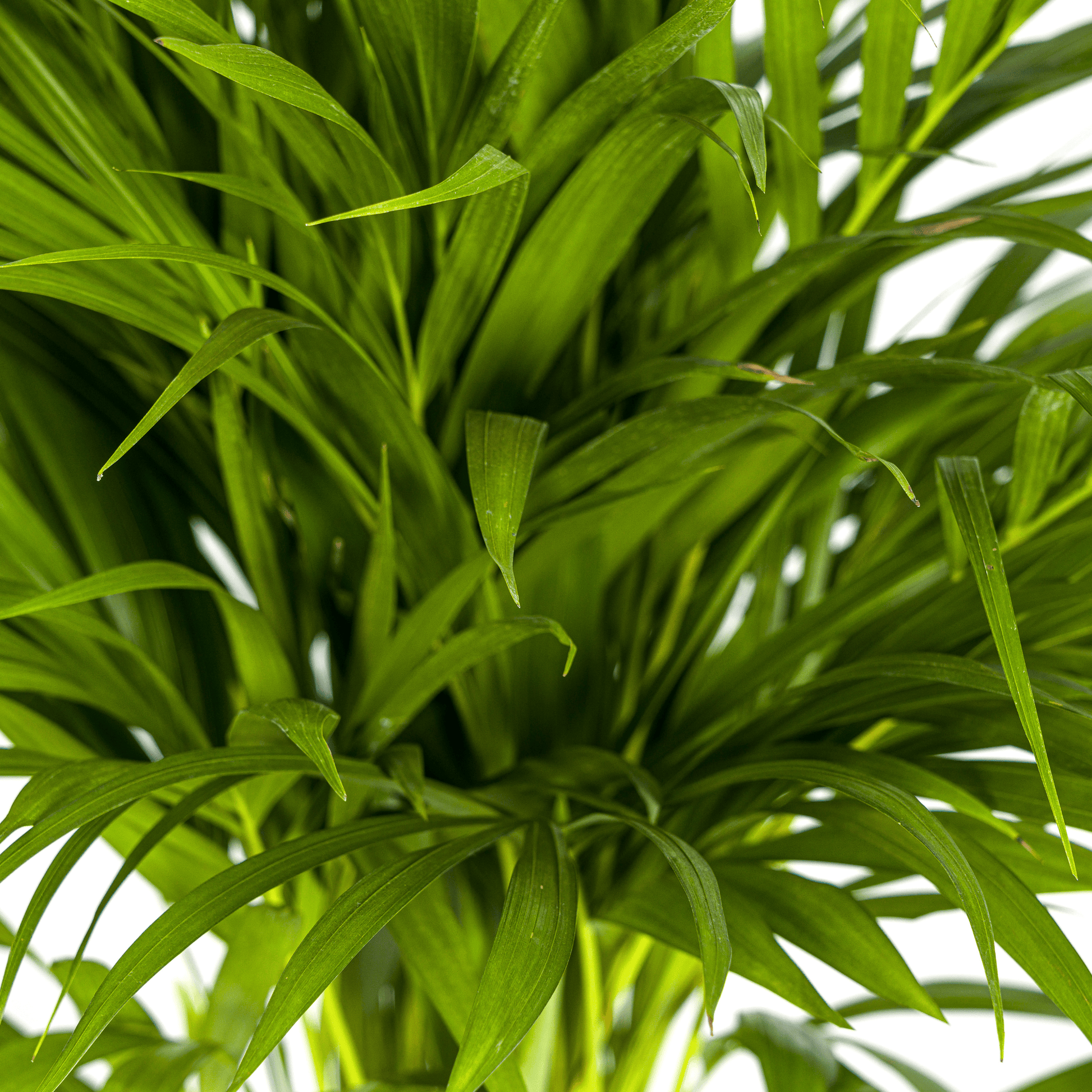 Dypsis Areca Lutescens Ø19cm - ↕80 - 100cm - Botanic-Vibes