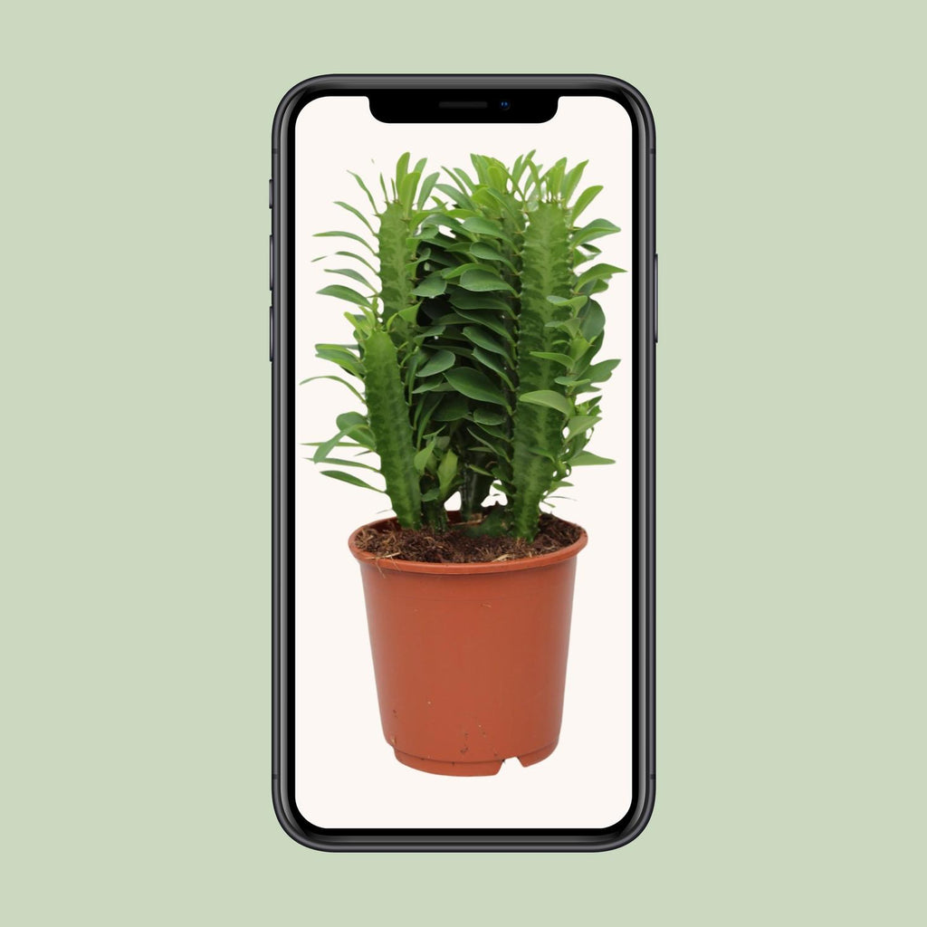 Euphorbia Trigona, Ø12 cm, 40 cm
