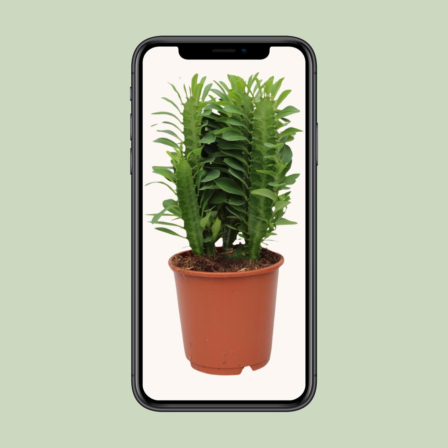 Euphorbia Trigona, Ø12 cm, 40 cm