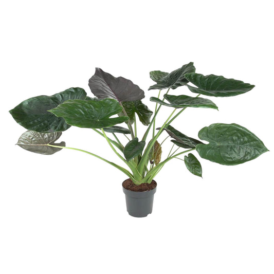 Alocasia Wentii – 120 cm – Ø32