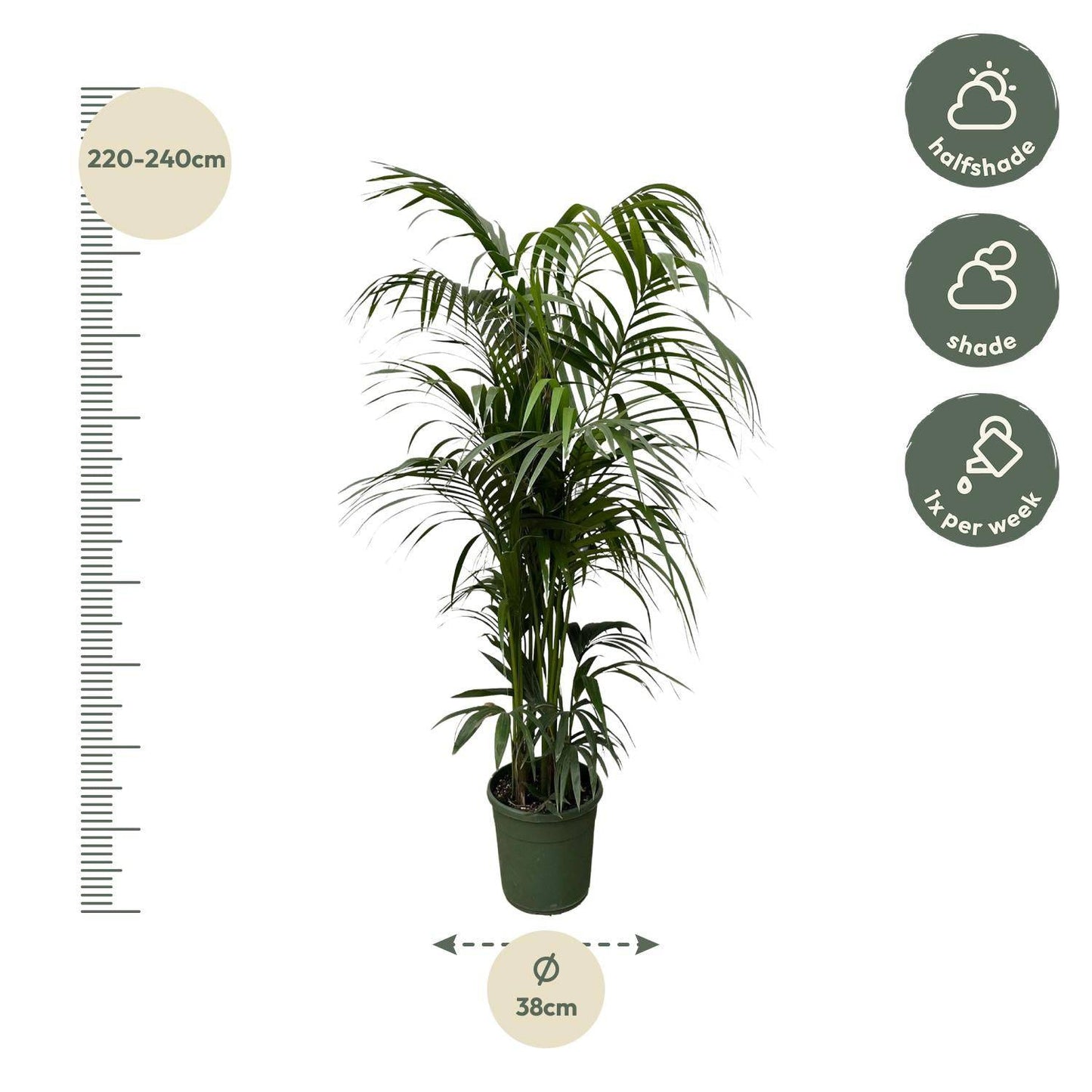 Kentia palm – 220 cm – Ø38 - Botanic-Vibes