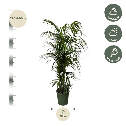 Kentia palm – 220 cm – Ø38 - Botanic-Vibes