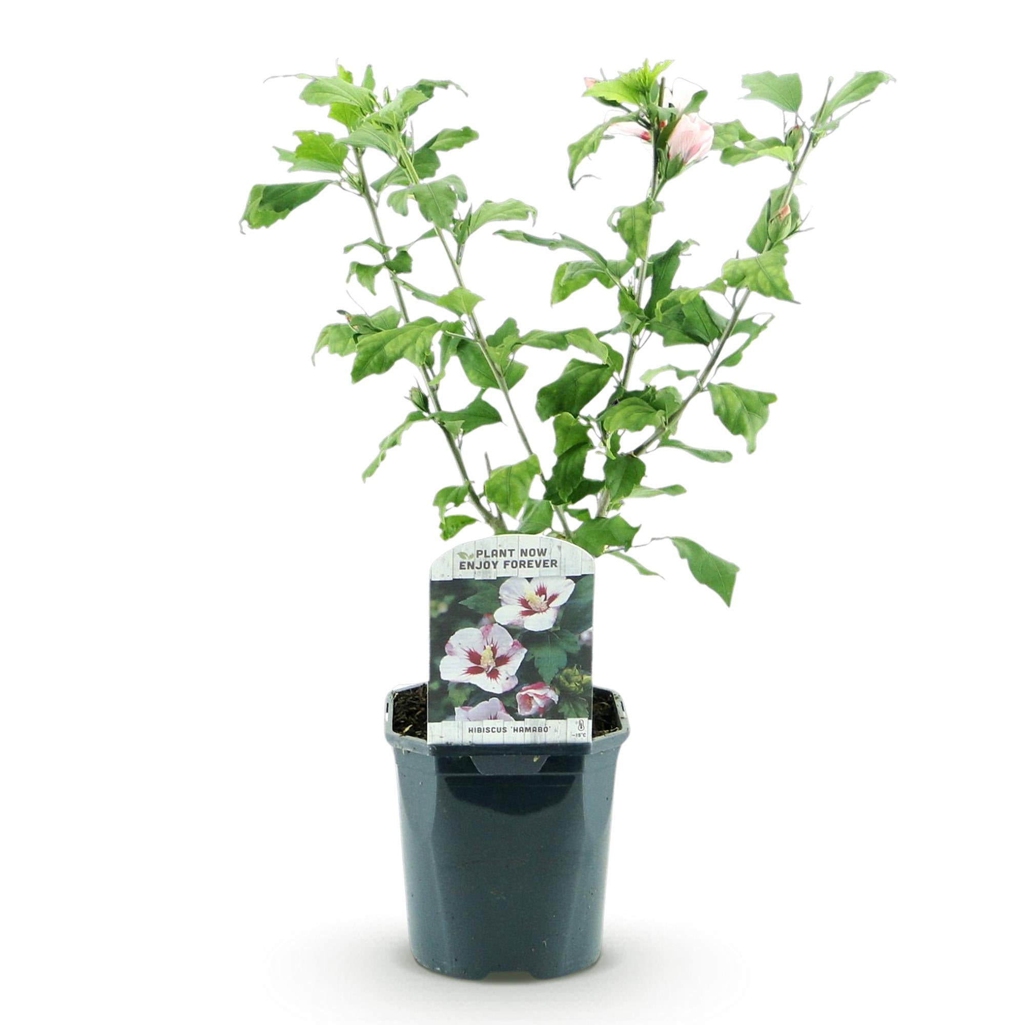 Sträucher, Hibiscus syriacus Hamabo, Blüte Hellrosa, 1 Pflanze, Laubabwerfend, Wenig Pflege, Topf 17 cm 45 cm