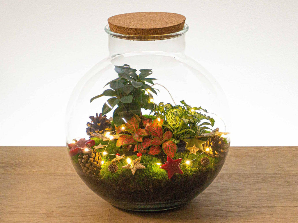 Weihnachts-Terrarium-Deko-Set - Botanic-Vibes