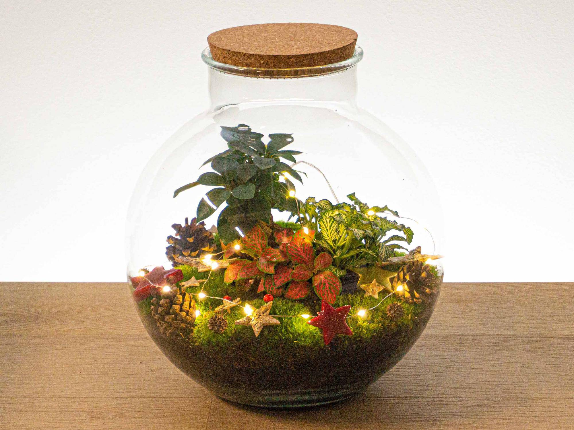 Weihnachts-Terrarium-Deko-Set - Botanic-Vibes