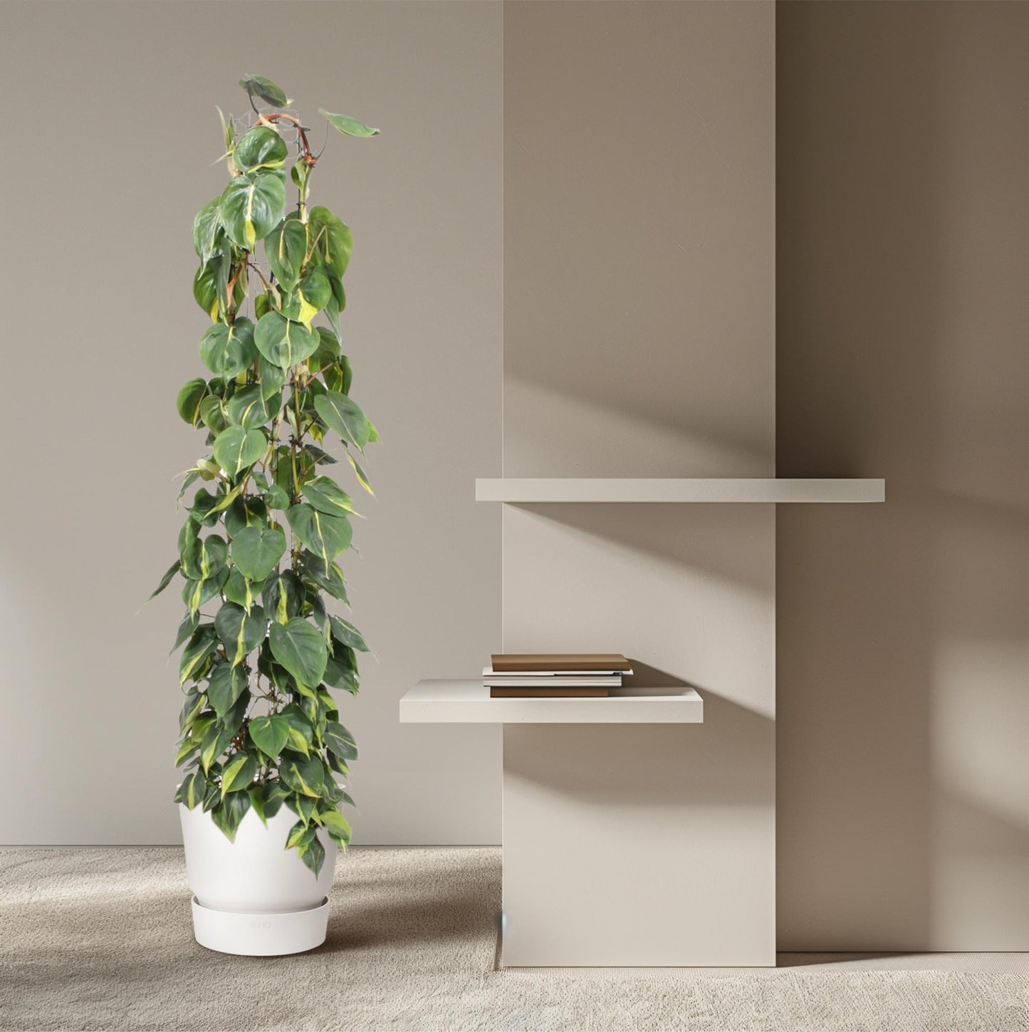 Philodendron scandens ‚Brasil‘ – mit Gitter – 160 cm – Ø27
