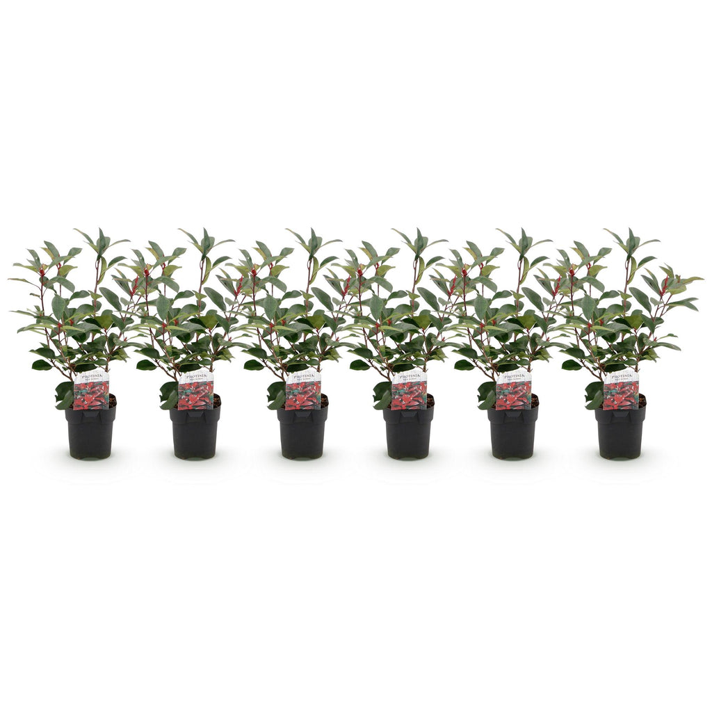 Heckenpflanzen, Photinia fraseri Rot Robin, grün rot, 6 Pflanzen, 1 laufender Meter, immergrün, Topf 17 cm 50 cm