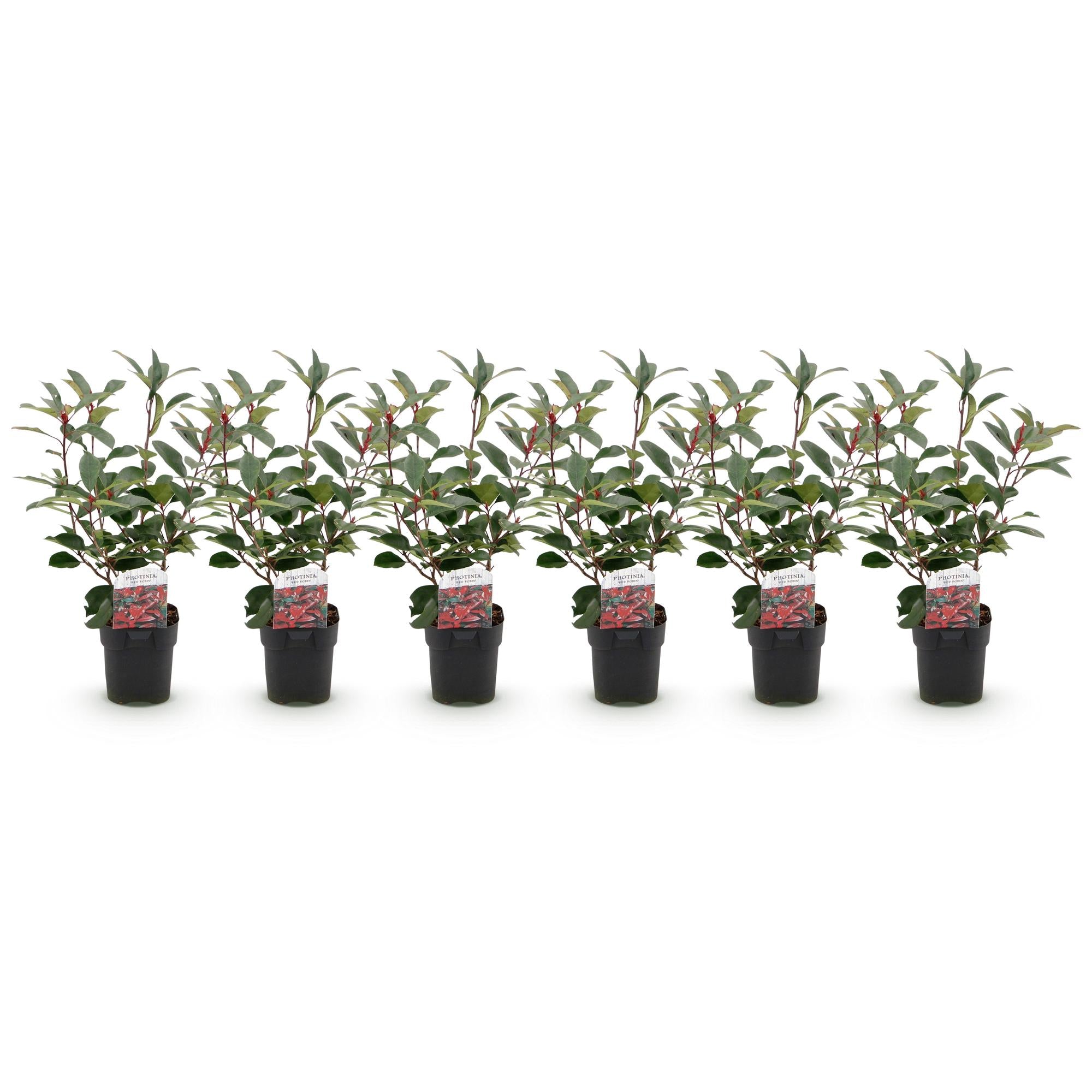 Heckenpflanzen, Photinia fraseri Rot Robin, grün rot, 6 Pflanzen, 1 laufender Meter, immergrün, Topf 17 cm 50 cm