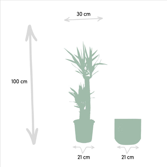 Yucca mit Topf – 100cm – Ø21cm