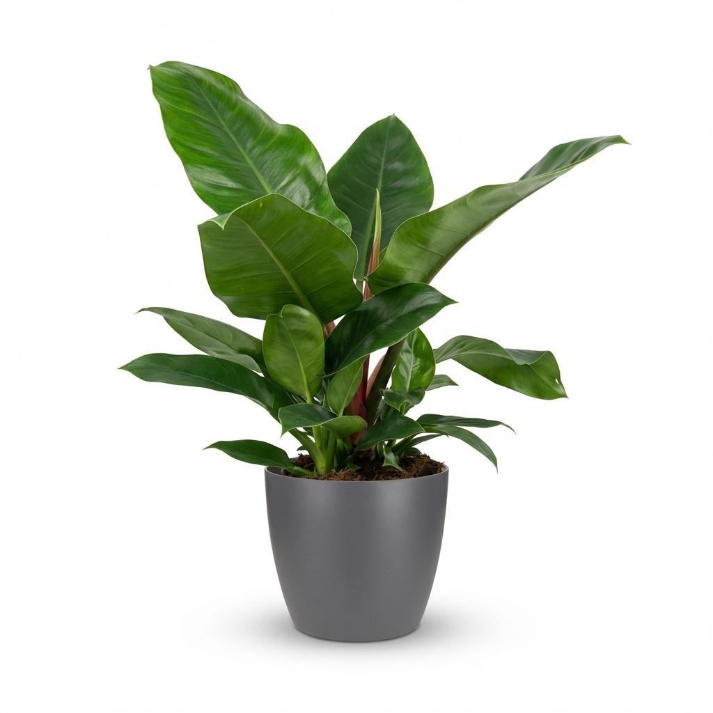 Philodendron, Philodendron Imperial Grün, Grün, Pflegeleicht, 1 Pflanze, mit Übertopf Grau, Topf 19 cm, 65 cm