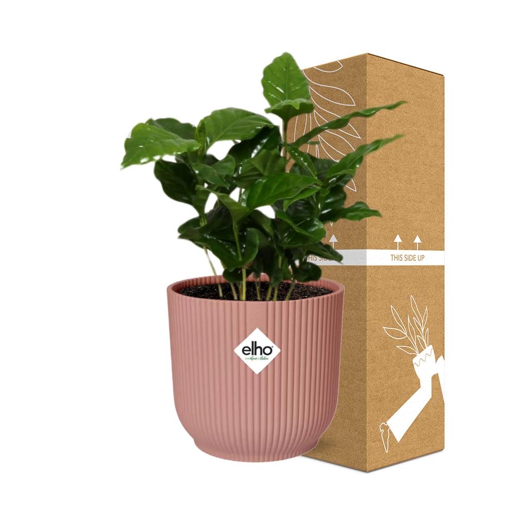 Coffea Arabica im ELHO Vibes Fold, 14 cm, rosa