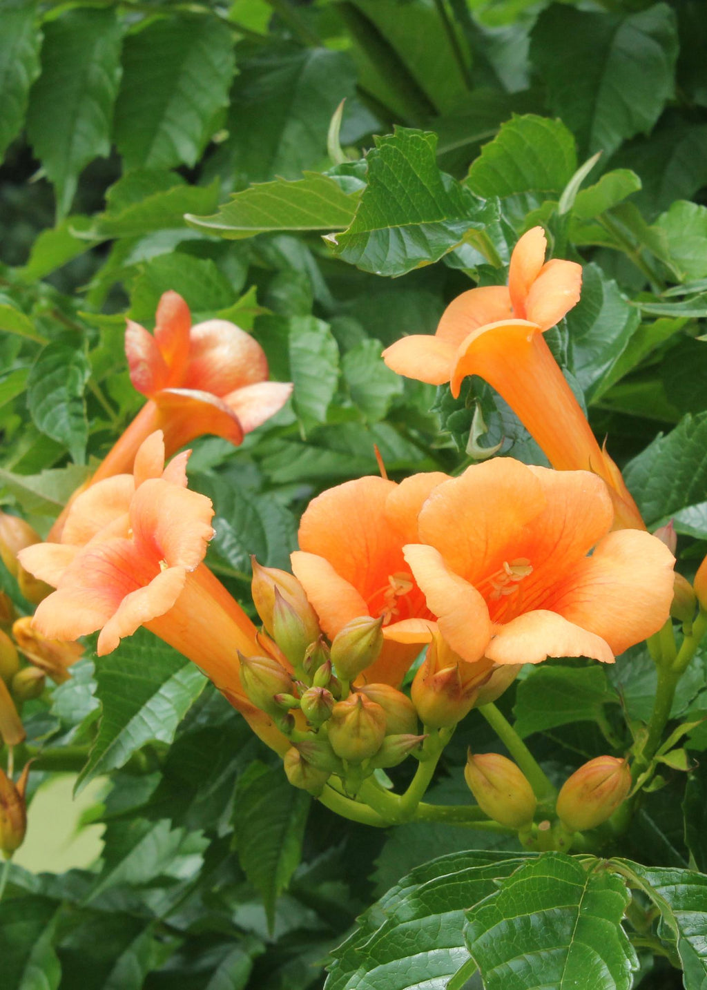 2x, Campsis 'Indian Summer', 65 cm, Ø15 cm