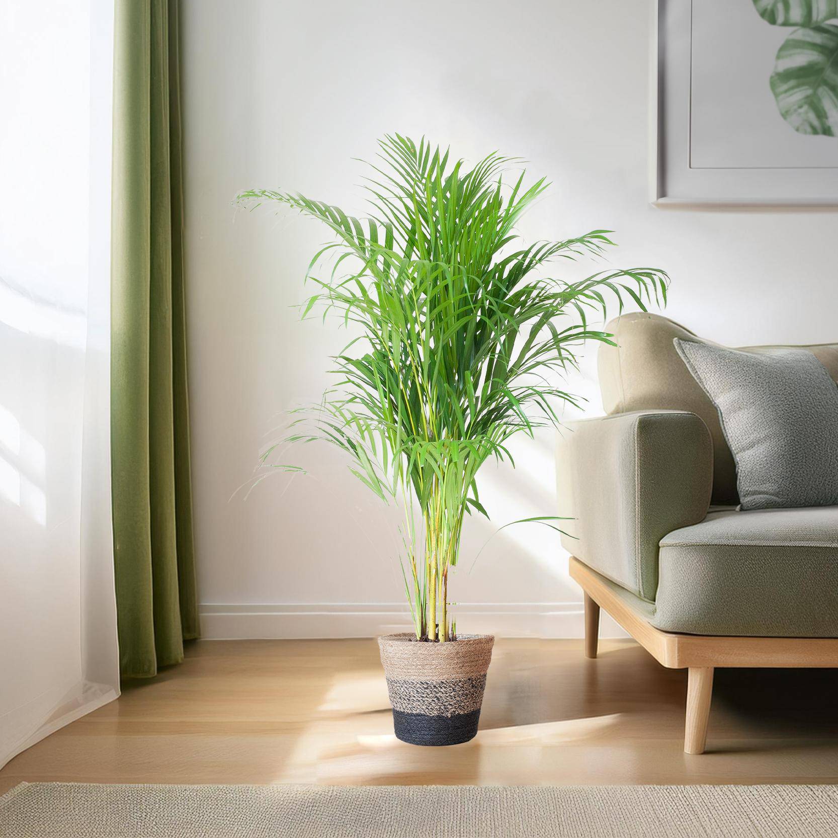 Areca Palm (Dypsis) mit Lissabon-Korb Schwarz - 100cm - Ø21 - Botanic-Vibes