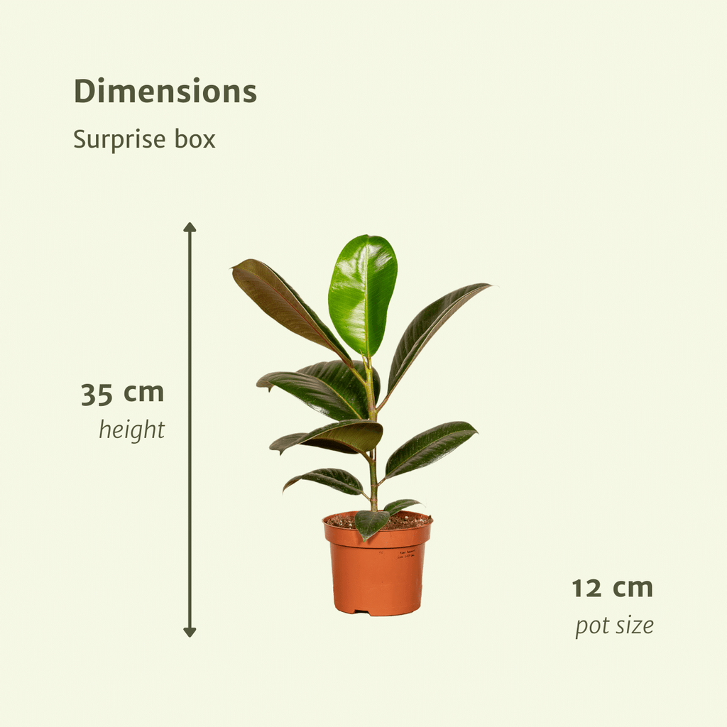 Überraschungsbox