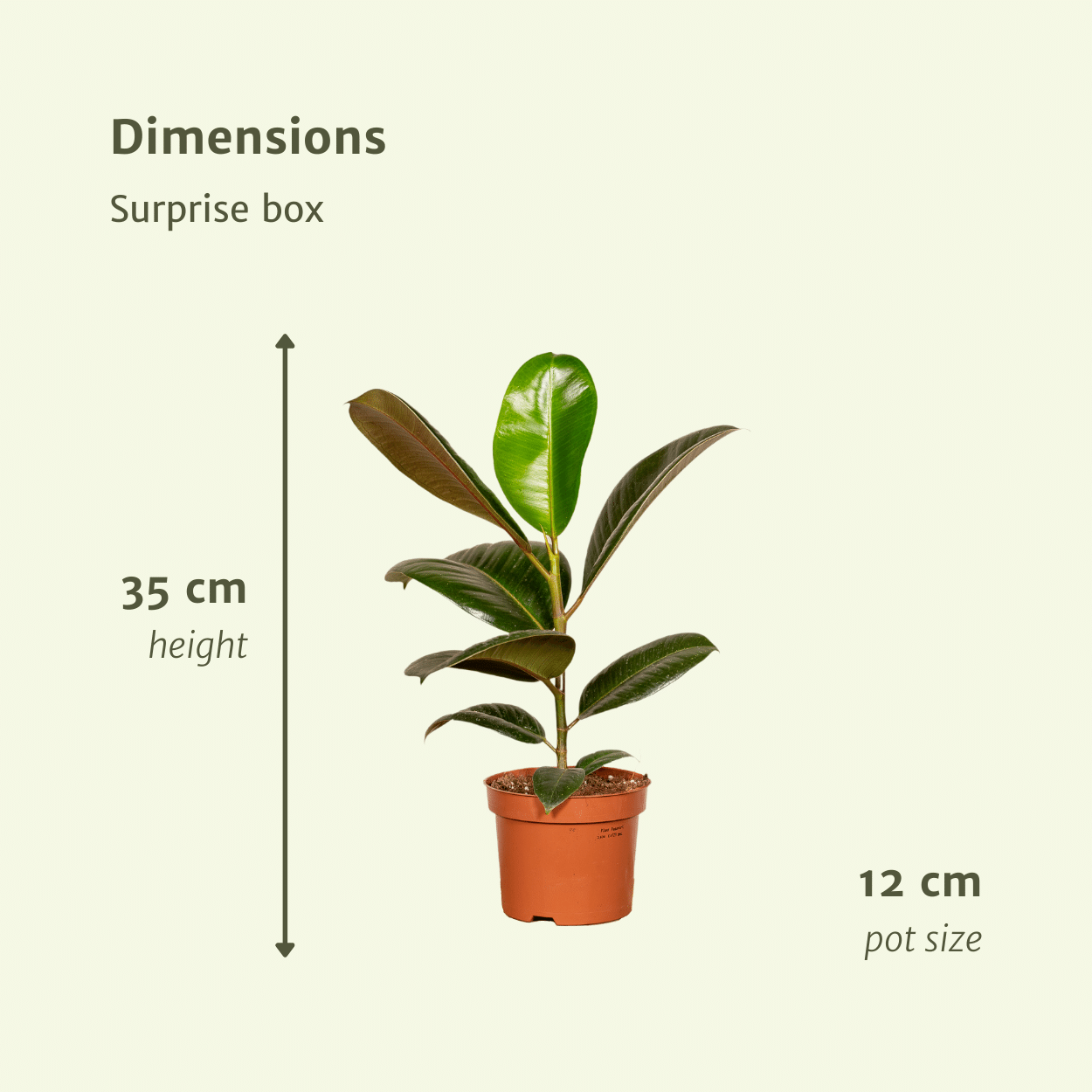 Überraschungsbox