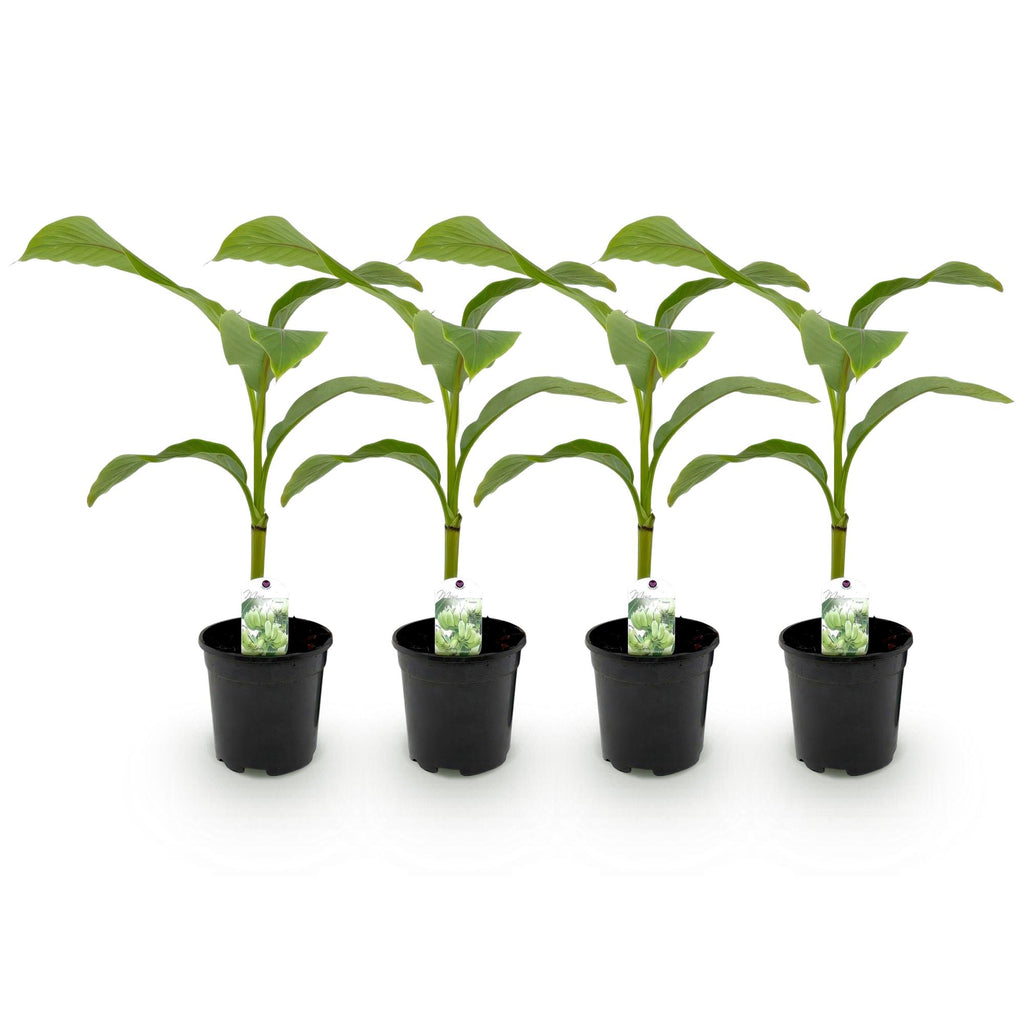 GreenboutiQ, Obstpflanze, Bananenpflanze, Musa Basjoo, Winterhart, Topf 17cm Höhe 40cm