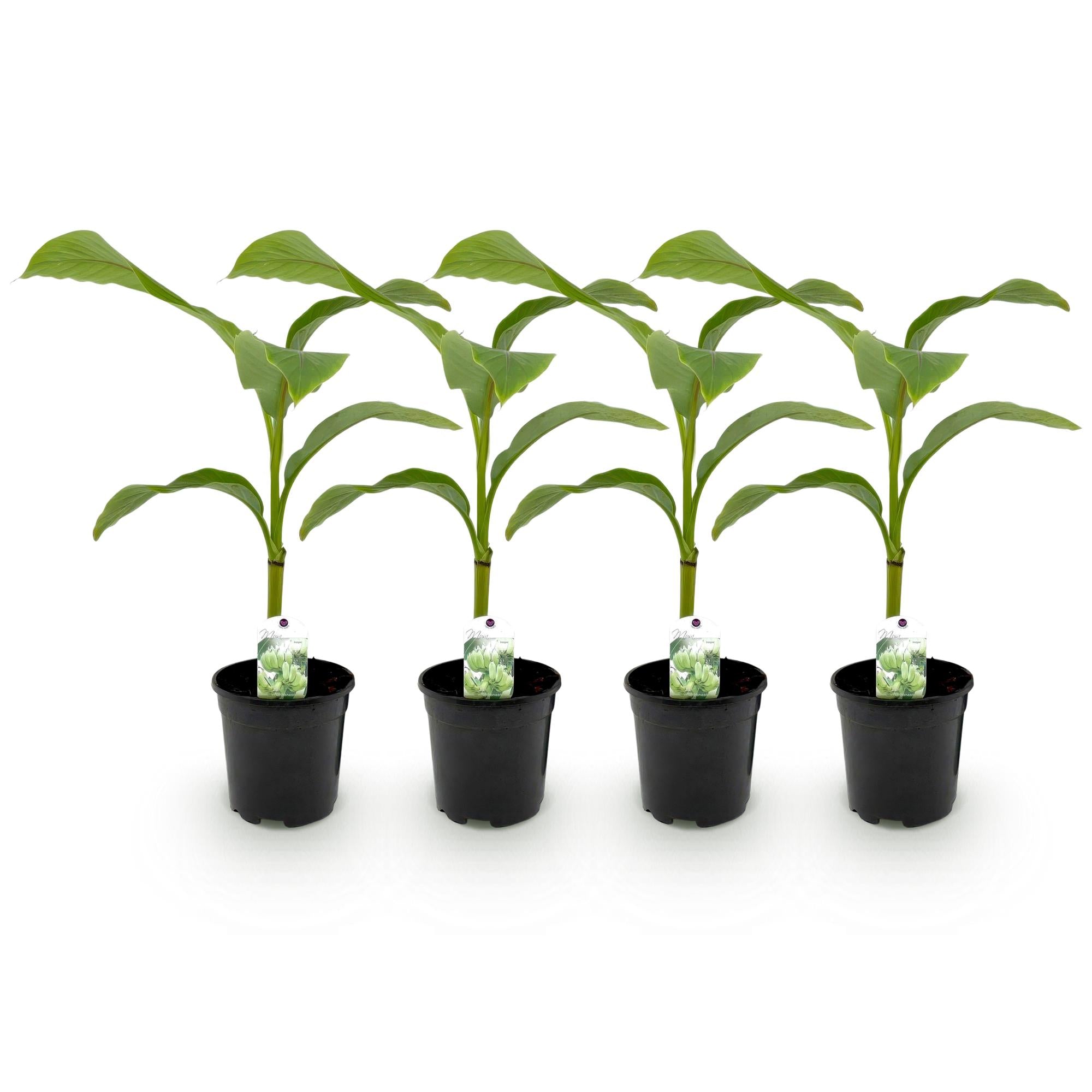 GreenboutiQ, Obstpflanze, Bananenpflanze, Musa Basjoo, Winterhart, Topf 17cm Höhe 40cm