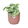 Scindapsus Pictus ‘Trebie’ im ELHO Vibes Fold, 14 cm, rosa
