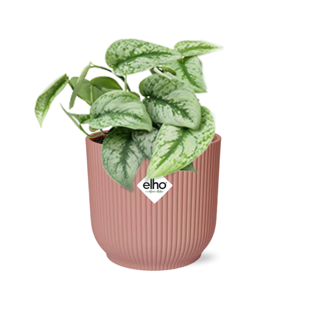 Scindapsus Pictus ‘Trebie’ im ELHO Vibes Fold, 14 cm, rosa