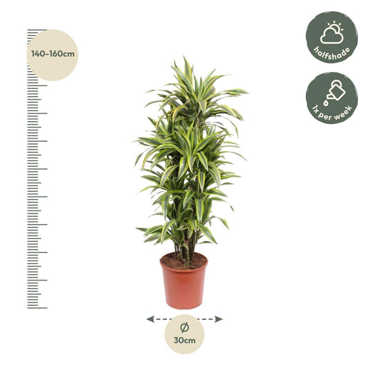 Dracaena Lemon Lime – 150 cm – Ø30 - Botanic-Vibes
