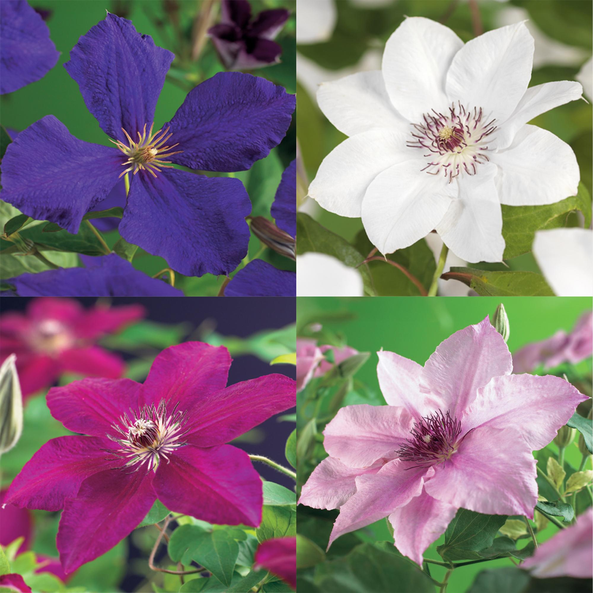 Kletterpflanze, Clematis Rainbow, Blüte Rosa Weiß Lila Rot, Wenig Pflege, 4 Pflanzen, Topf 11 cm 40 cm