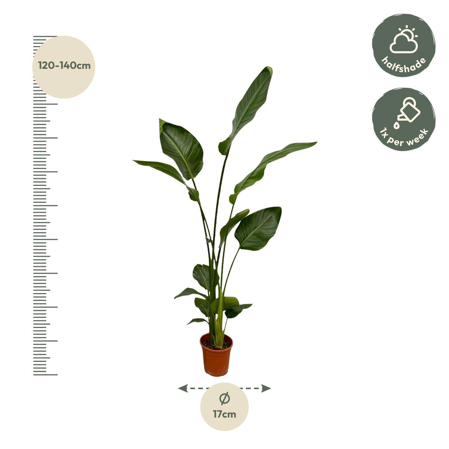 2x Strelitzia nicolai – 130 cm – Ø17 - Botanic-Vibes