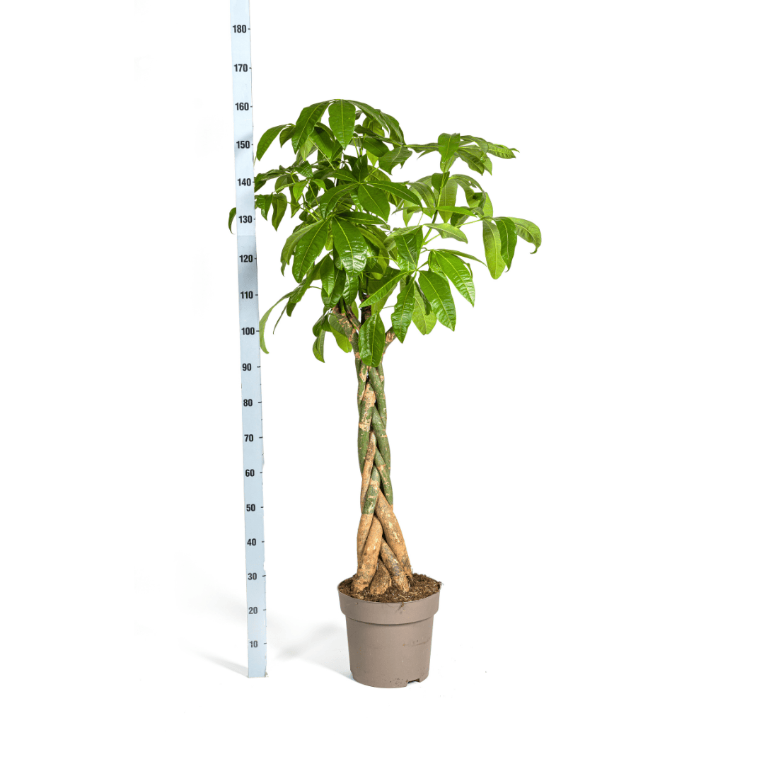 Pachira Aquatica Ø30cm - ↕160 - 180cm - Botanic-Vibes