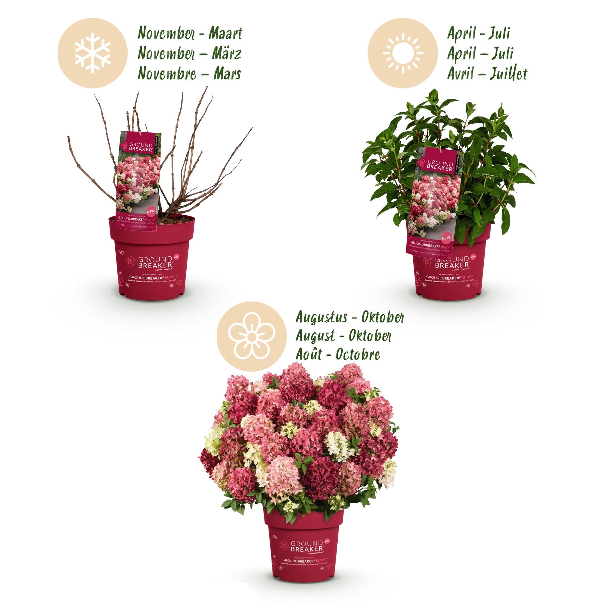 Hydrangea panniculata Groundbreaker Ruby, Rispenhortensie, Winterfest, Rot, 1 Pflanze, Topf 14 cm, 20-25 cm